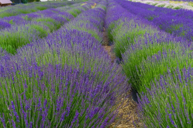 Lavender Fields at Sage Creations in Palisade Colorado