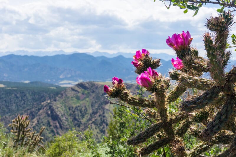 Cactus Blossom at Fremont on Colorado Jeep ToursPeak