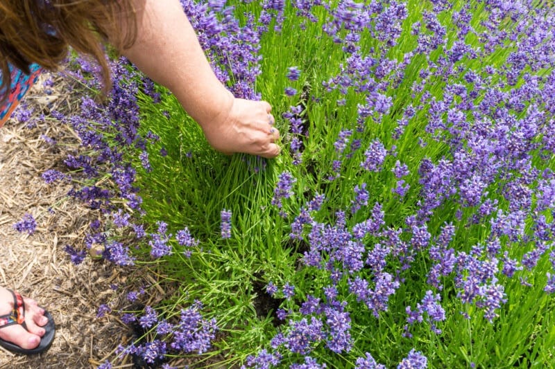 Lavender Picking in Colorado