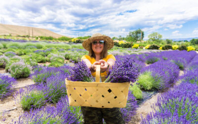 Pick Your Own Lavender At Sage Creations’ Lavender Farm in Palisade
