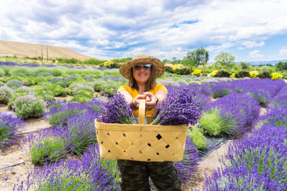 Pick Your Own Lavender At Sage Creations' Lavender Farm in Palisade