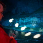 Royal Gorge Route Railroad Laser Light Show Dinner Train